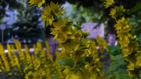 Small yellow flowers with long stems. B roll Stock-Footage 156399730