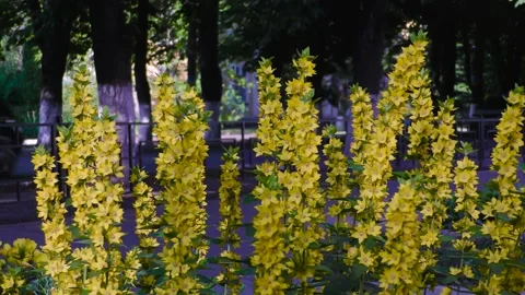 Small yellow flowers with long stems. A flower bed in a small town. Stock-Footage 156511023