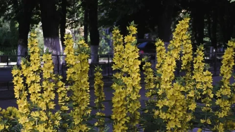 Small yellow flowers with long stems. A flower bed in a small town. Stock Footage 156511034