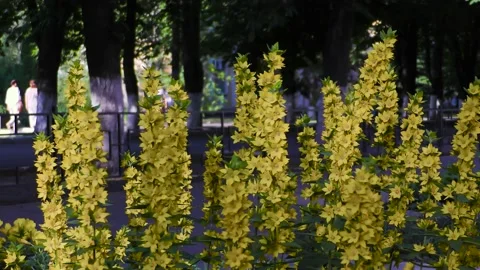 Small yellow flowers with long stems. A flower bed in a small town. Stock Footage 156511050
