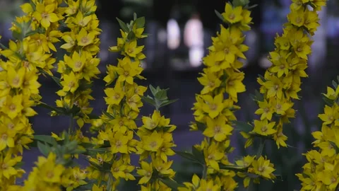 Small yellow flowers with long stems. A flower bed in a small town. Stock Footage 156511060