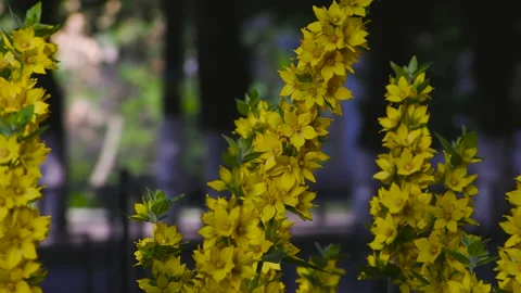Small yellow flowers with long stems. A flower bed in a small town. Stock Footage 156511066