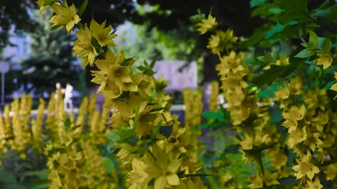 Small yellow flowers with long stems. A flower bed in a small town. Stock Footage 156511109
