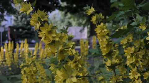 Small yellow flowers with long stems. A flower bed in a small town. Stock Footage 156511122
