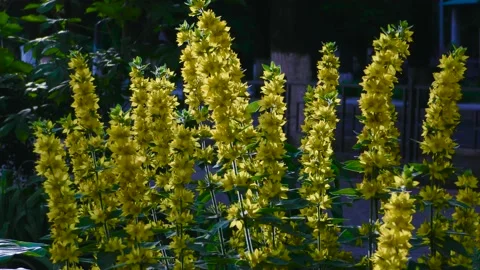 Small yellow flowers with long stems. A flower bed in a small town. Stock Footage 156511141