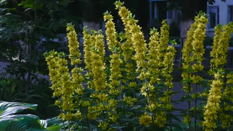 Small yellow flowers with long stems. A flower bed in a small town. Stock Footage 156511146
