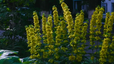 Small yellow flowers with long stems. A flower bed in a small town. Stock Footage 156511170