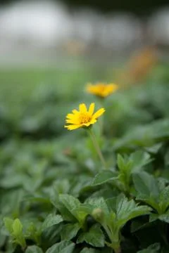 Small yellow flowers. Stock Photos
