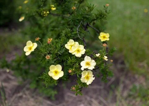 Small yellow flowers Stock Photos