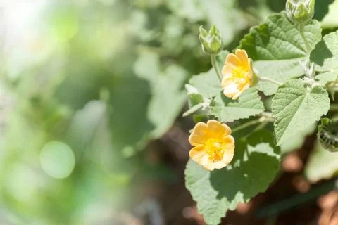 Small yellow flowers Stock Photos