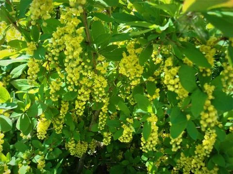Small Yellow Flowers Stock Photos
