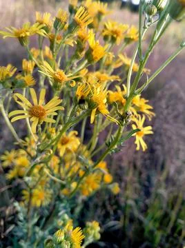 Small yellow flowers Stock Photos