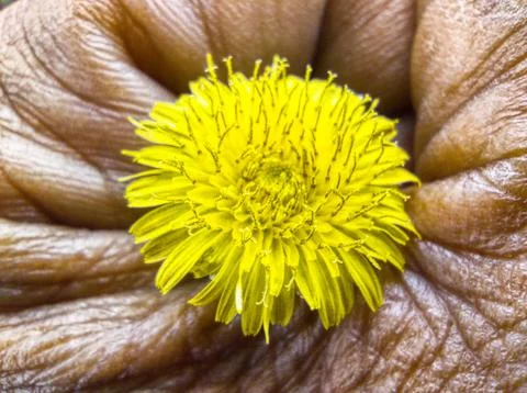 Small yellow flowers Stock Photos