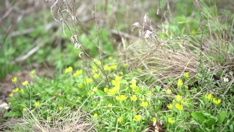 Small yellow flowers on a spring field Stock Footage 153156879