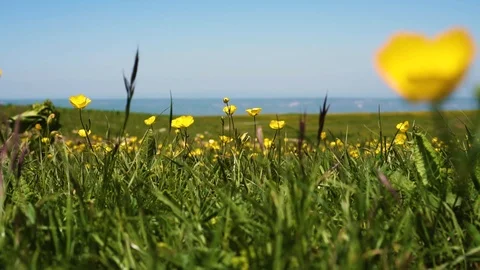 Small yellow flowers in summer on a green meadow wind Stock Footage