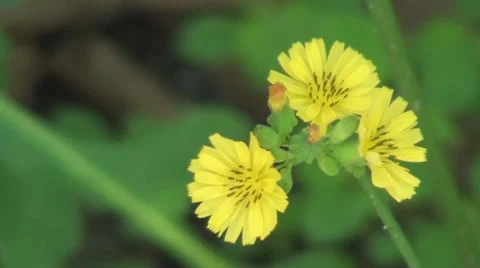 Small Yellow Flowers In The Wind Stockbeeldmateriaal 39506497