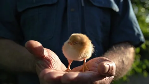 Small yellow fluffy newborn chick in the farmer's rough male hands at sunset Vidéo 195003181
