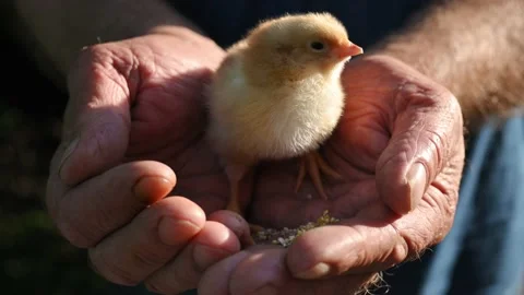 Small yellow fluffy newborn chick in the farmer's rough male hands at sunset Vidéo 195003189