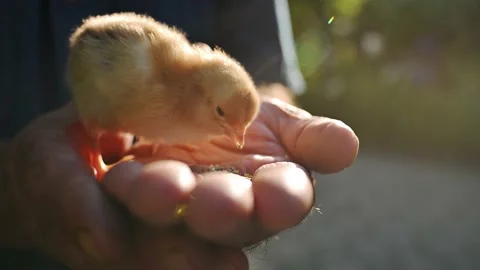 Small yellow fluffy newborn chick pecks food millet in farmer's rough male hands Stock Footage 195003200