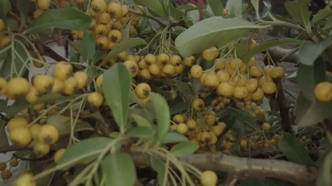 Small yellow fruit grows on the branches Stock Footage 231629474