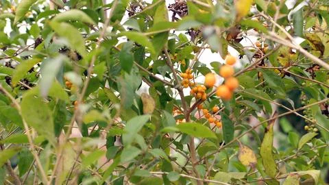 Small yellow fruit hanging on a tree Stock Photos