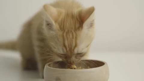 A small yellow kitten eats from a wooden bowl against a white background. Stock Footage 304769916