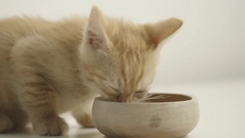 A small yellow kitten eats from a wooden bowl against a white background. Stock Footage 304769931