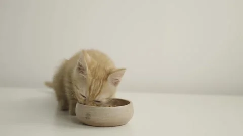 A small yellow kitten eats from a wooden bowl against a white background. Stock Footage 304769949