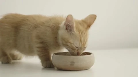 A small yellow kitten eats from a wooden bowl against a white background. Stock Footage 304770484