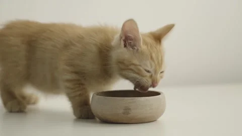 A small yellow kitten eats from a wooden bowl against a white background. Stock Footage 304770495