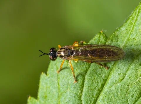 Small yellow-legged robberfly Stock Photos