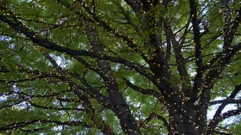 Small yellow lights placed around the branches of a tree. Panning 4K Stock Footage 168577443