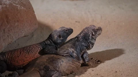 A small yellow lizard in the sand close-up. Concept of reptiles Stock-Footage 250457133