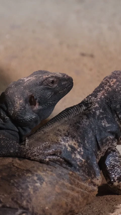 A small yellow lizard in the sand close-up. Concept of reptiles. Vertical video Stock-Footage 253081644