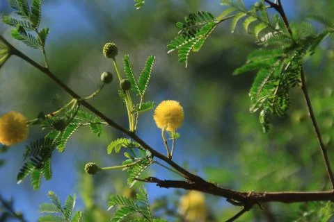 Small yellow Mimosa Acacia. Stock Photos