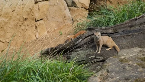Small yellow mongoose animals, chipmunks gophers running around looking for food Stock Footage 273796101