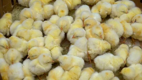Small yellow newborn chickens. Video stock 92005476