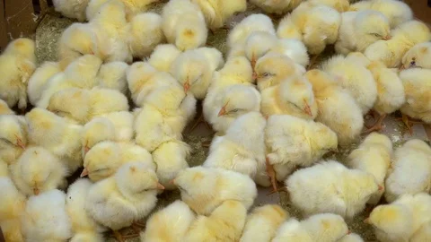 Small yellow newborn chickens. Stock Footage 95470622