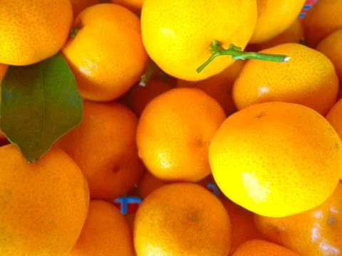 Small yellow oranges Stock Photos