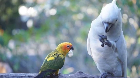 Small yellow parrot Video stock 70727908