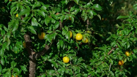 Small yellow plums growing on a tree. Stockbeeldmateriaal 330253762