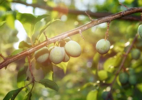 Small yellow plums in sunlight Stock Photos