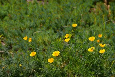 Small yellow poppies Stock Photos