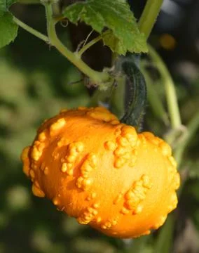Small yellow pumpkin Stock Photos