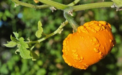 Small yellow pumpkin Stock Photos