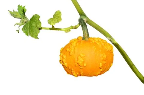 Small yellow pumpkin Stock Photos