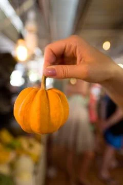 A small yellow pumpkin which is held by an elegant female hand. Stock Photos