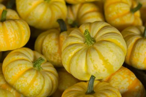 Small yellow pumpkins Stock Photos