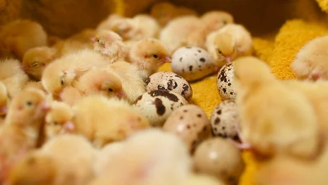 Small yellow quail Chicks close-up on a yellow background and against the Stock-Footage 129578083