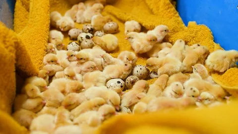 Small yellow quail Chicks close-up on a yellow background and against the Stock Footage 129578125